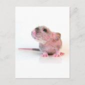 Baby Gobi Rat Briefkaart (Voorkant)