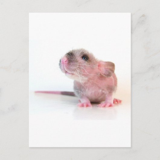 Baby Gobi Rat Briefkaart (Voorkant)