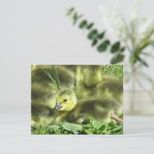 Baby Goose Briefkaart (Staand voorkant)