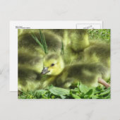 Baby Goose Briefkaart (Voorkant / Achterkant)