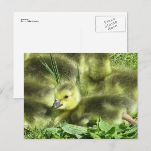 Baby Goose Briefkaart (Voorkant / Achterkant)