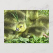 Baby Goose Briefkaart (Voorkant)
