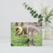 Baby Goose Briefkaart (Staand voorkant)