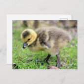Baby Goose Briefkaart (Voorkant / Achterkant)