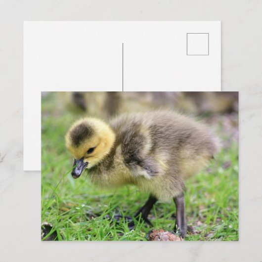 Baby Goose Briefkaart (Voorkant / Achterkant)