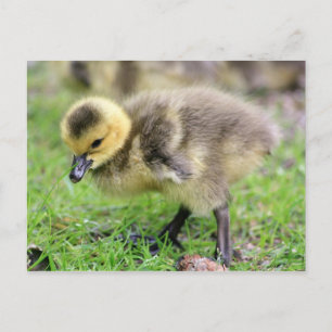 Baby Goose Briefkaart