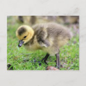 Baby Goose Briefkaart (Voorkant)