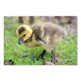 Baby Goose Foto Afdruk