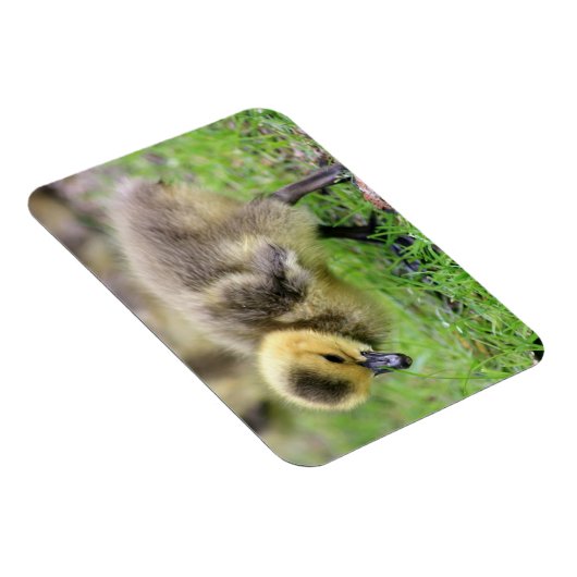 Baby Goose Magneet (Rechterzijde)