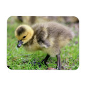 Baby Goose Magneet (Horizontaal)