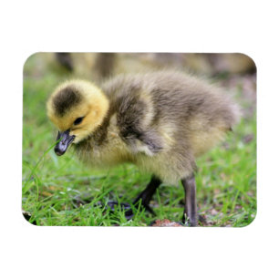 Baby Goose Magneet