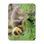 Baby Goose Magneet (Verticaal)
