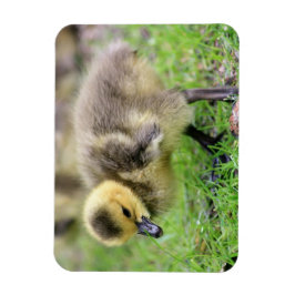 Baby Goose Magneet