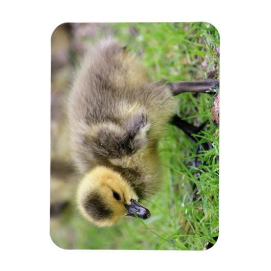Baby Goose Magneet (Verticaal)