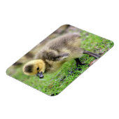 Baby Goose Magneet (Linkerzijde)