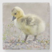 Baby Goose Onderzetter (Voorkant)