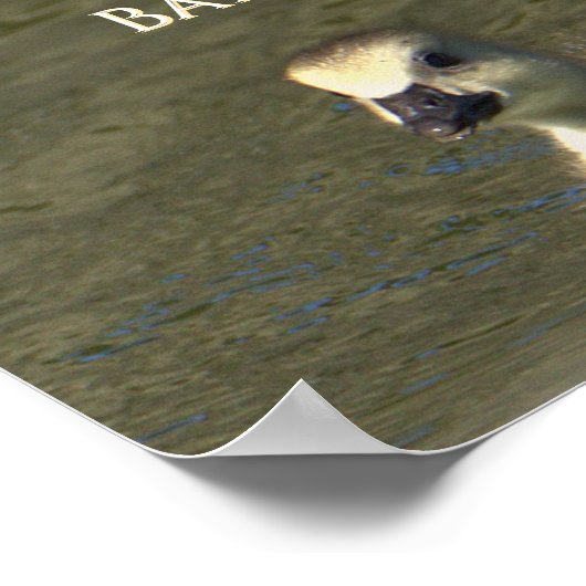 Baby Goose Photo Poster (Hoek)