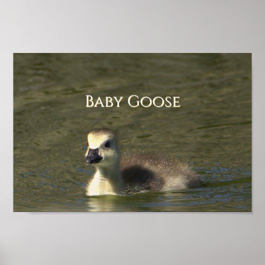 Baby Goose Photo Poster (Voorkant)
