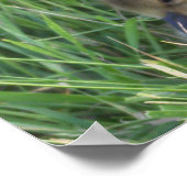 Baby Goose Poster (Hoek)