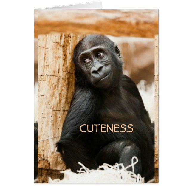 Baby gorilla (Voorkant)