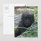 Baby Gorilla 4x6 Briefkaart (Voorkant / Achterkant)