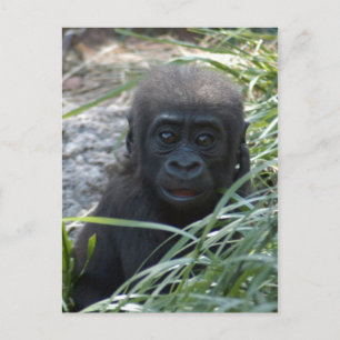 Baby Gorilla 4x6 Briefkaart