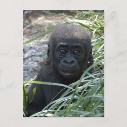 Baby Gorilla 4x6 Briefkaart (Voorkant)