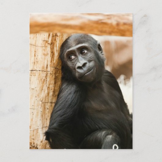 Baby gorilla briefkaart (Voorkant)