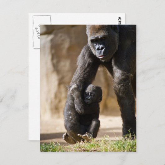 Baby Gorilla Briefkaart (Voorkant / Achterkant)