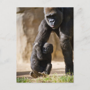 Baby Gorilla Briefkaart