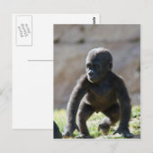 Baby Gorilla Briefkaart (Voorkant / Achterkant)