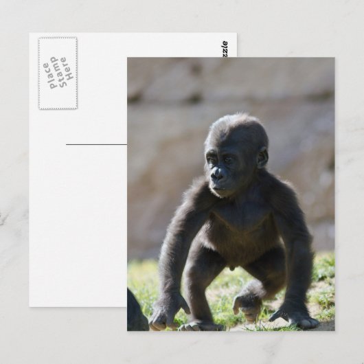 Baby Gorilla Briefkaart (Voorkant / Achterkant)