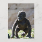 Baby Gorilla Briefkaart (Voorkant)