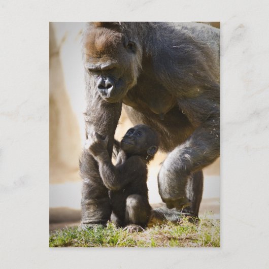 Baby Gorilla Briefkaart (Voorkant)