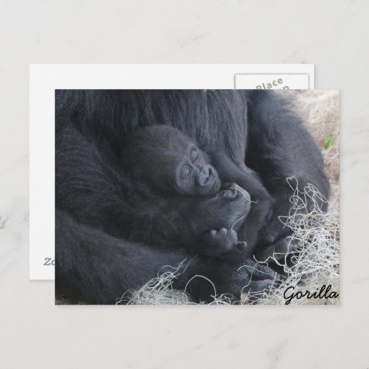 Baby Gorilla Briefkaart (Voorkant / Achterkant)