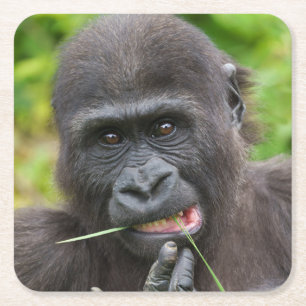 Baby Gorilla Cuteness Kartonnen Onderzetters