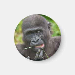 Baby Gorilla Cuteness Magneet