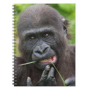Baby Gorilla Cuteness Notitieboek