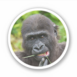 Baby Gorilla Cuteness Sticker