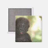 Baby Gorilla Magnet (Voorkant / Achterkant)