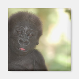 Baby Gorilla Magnet