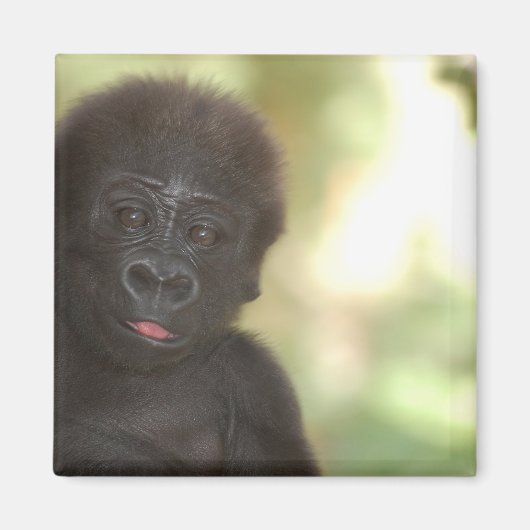 Baby Gorilla Magnet (Voorkant)