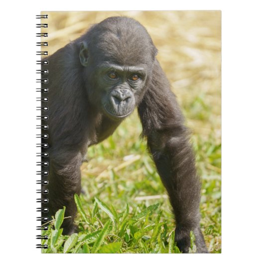 Baby Gorilla Notitieboek (Voorkant)