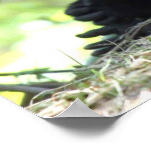 Baby Gorilla Poster (Hoek)