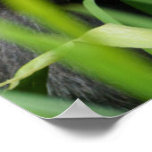 Baby Gorilla Poster (Hoek)