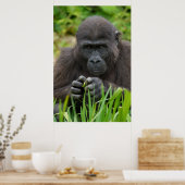 Baby Gorilla Poster (Keuken)
