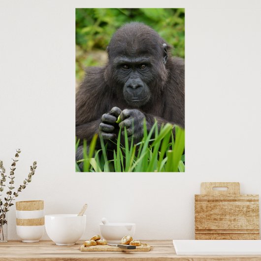 Baby Gorilla Poster (Keuken)