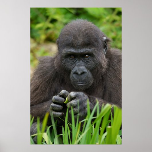 Baby Gorilla Poster (Voorkant)