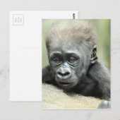 BABY GORILLA RELAXING BRIEFKAART (Voorkant / Achterkant)