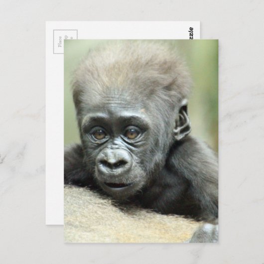 BABY GORILLA RELAXING BRIEFKAART (Voorkant / Achterkant)